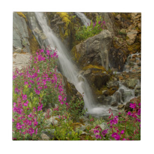 USA, Alaska, Glacier Bay National Park. Eldris Kakelplatta