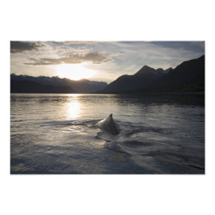 USA, Alaska, Glacier Bay National Park, Fototryck