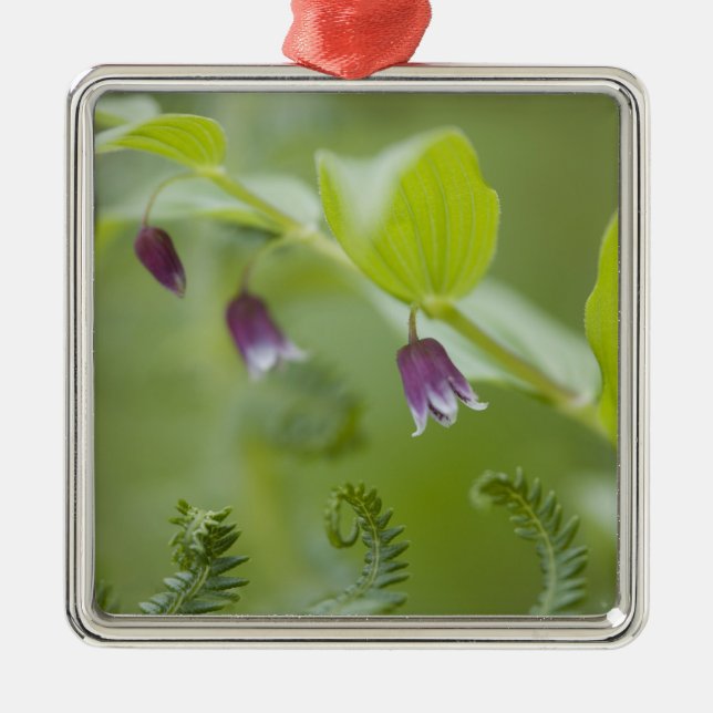 USA, Alaska, Glacier Bay National Park. Julgransprydnad Metall (Framsidan)