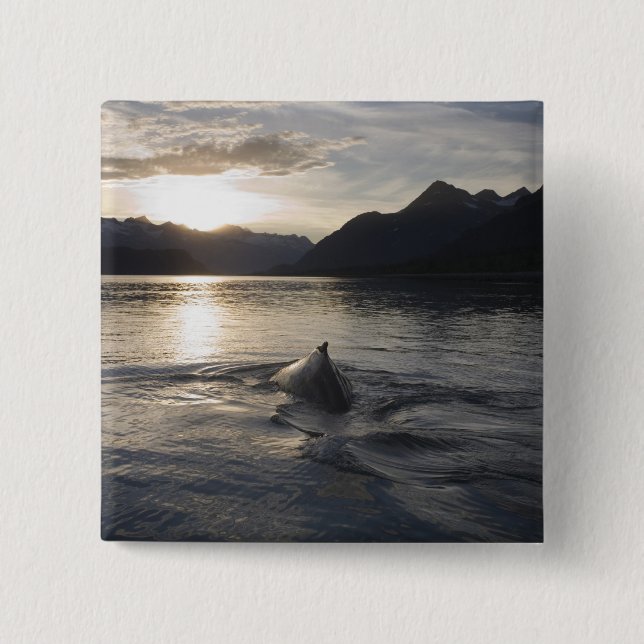 USA, Alaska, Glacier Bay National Park, Knapp (Framsida)
