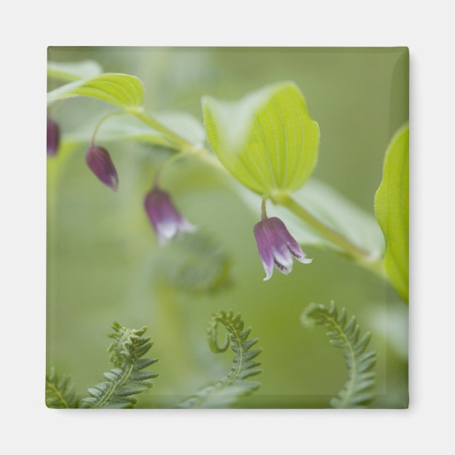 USA, Alaska, Glacier Bay National Park. Magnet (Framsidan)