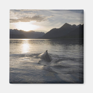 USA, Alaska, Glacier Bay National Park, Magnet