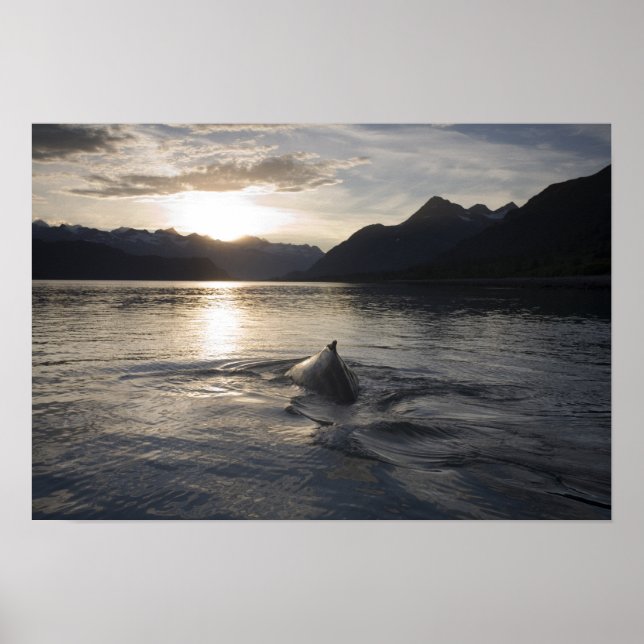 USA, Alaska, Glacier Bay National Park, Poster (Framsidan)