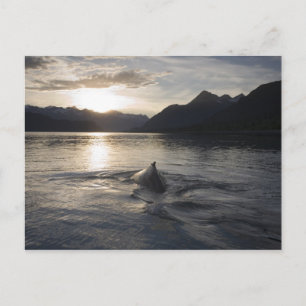 USA, Alaska, Glacier Bay National Park, Vykort