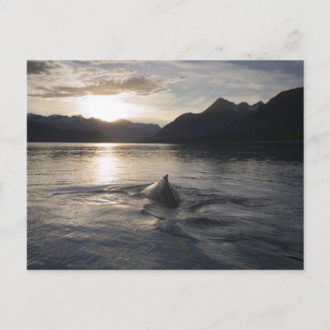 USA, Alaska, Glacier Bay National Park Vykort (Framsida)