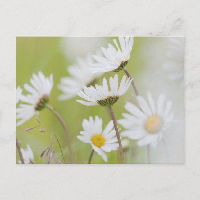 USA, Alaska, Glacier Bay National Park Vykort (Framsida)