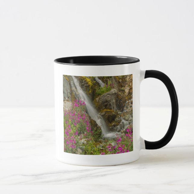 USA, Alaska, Glacier Bay nationalpark. Eldgräs Mugg (Höger)