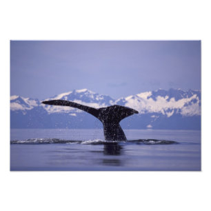 USA, Alaska, Inside Passage puckelval Fototryck
