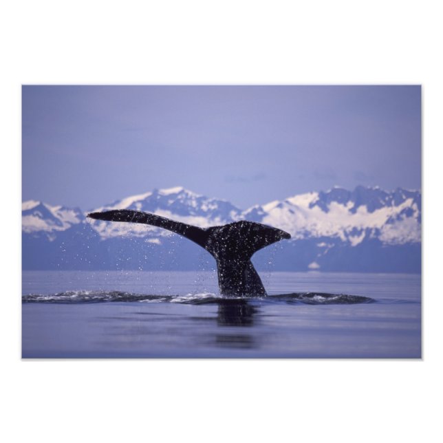 USA, Alaska, Inside Passage puckelval Fototryck (Framsidan)