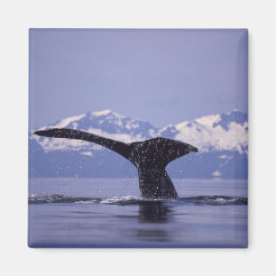 USA, Alaska, Inside Passage puckelval Magnet