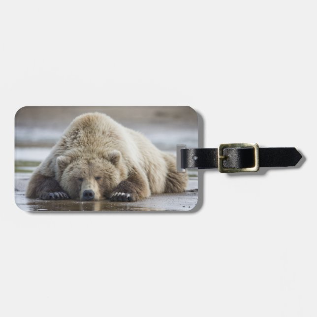 USA, Alaska, Katmai National Park, Brown Bear Bagagebricka (Horisontell Framsida)