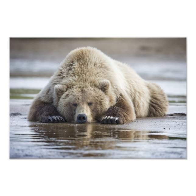 USA, Alaska, Katmai National Park, Brown Bear Fototryck (Framsidan)