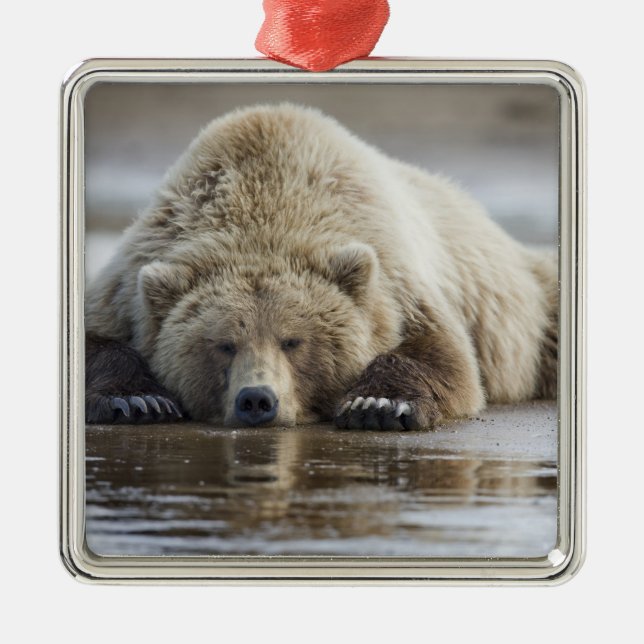 USA, Alaska, Katmai National Park, Brown Bear Julgransprydnad Metall (Framsidan)