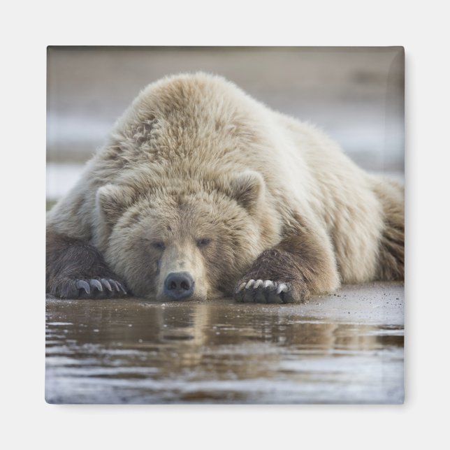 USA, Alaska, Katmai National Park, Brown Bear Magnet (Framsidan)