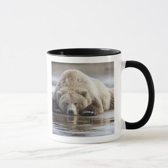 USA, Alaska, Katmai National Park, Brown Bear Mugg (Höger)