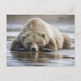 USA, Alaska, Katmai National Park, Brown Bear Vykort