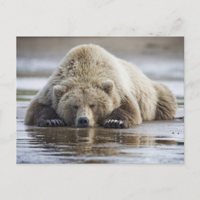 USA, Alaska, Katmai National Park, Brown Bear Vykort (Framsida)