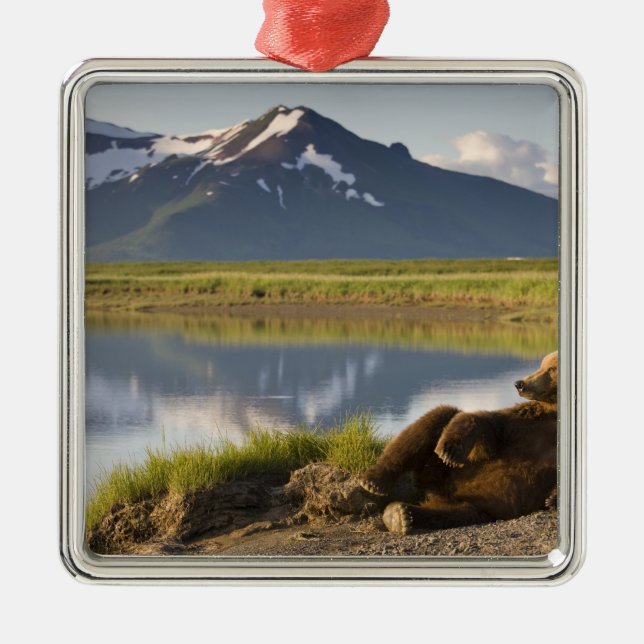USA, Alaska, Katmai National Park, Brown Bears Julgransprydnad Metall (Framsidan)