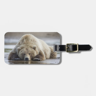 USA, Alaska, Katmai National Park, Brunbjörn Bagagebricka