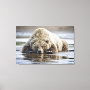 USA, Alaska, Katmai National Park, Brunbjörn Canvastryck