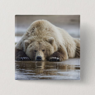 USA, Alaska, Katmai National Park, Brunbjörn Knapp