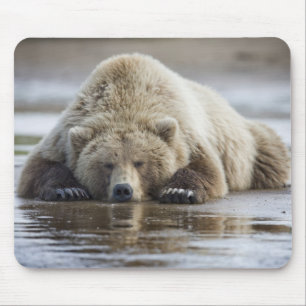 USA, Alaska, Katmai National Park, Brunbjörn Musmatta