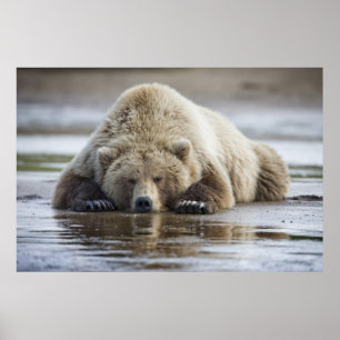 USA, Alaska, Katmai National Park, Brunbjörn Poster