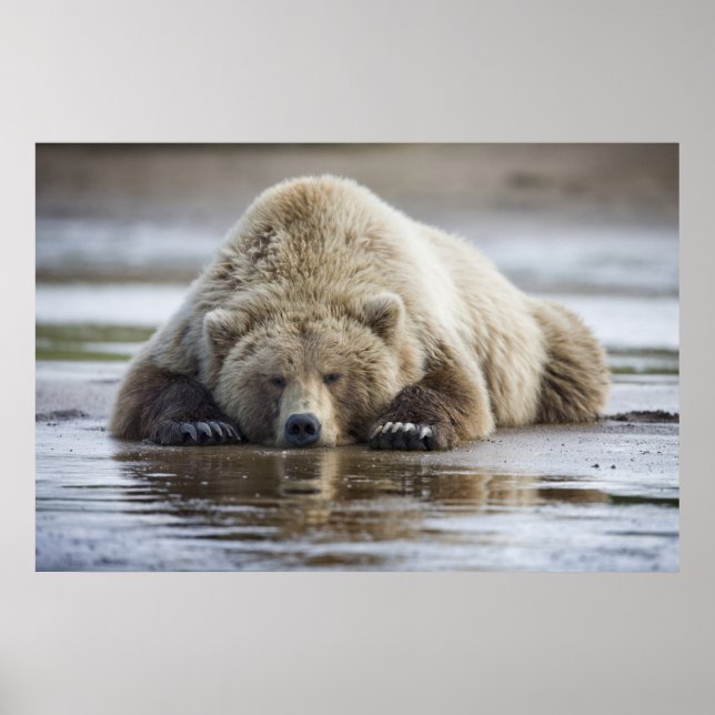 USA, Alaska, Katmai National Park, Brunbjörn Poster (Framsidan)