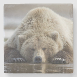 USA, Alaska, Katmai National Park, Brunbjörn Stenunderlägg
