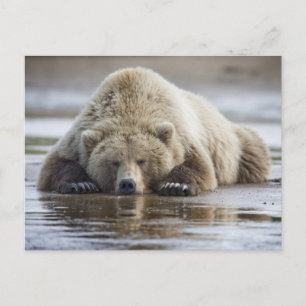 USA, Alaska, Katmai National Park, Brunbjörn Vykort