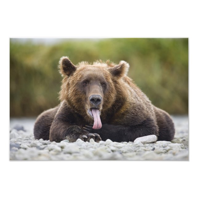 USA, Alaska, Katmai National Park, Kukak Bay, Fototryck (Framsidan)