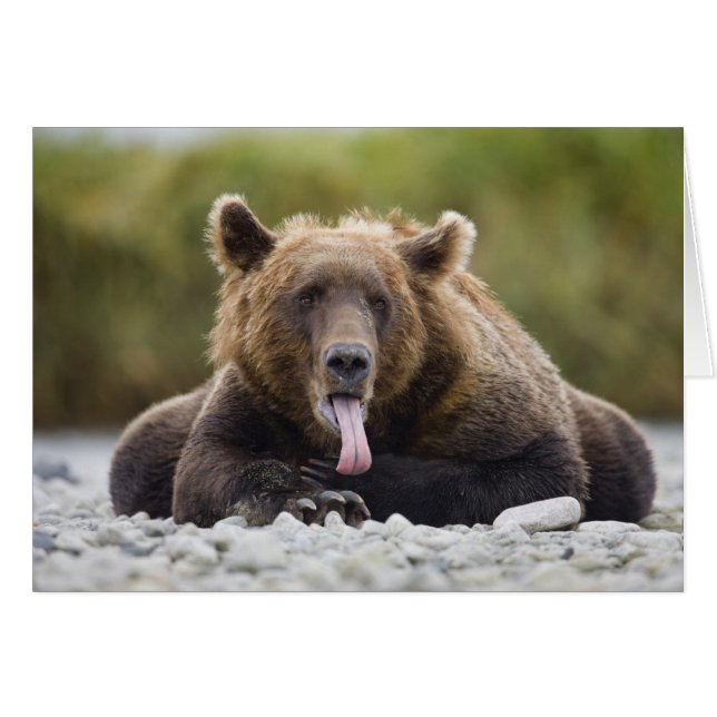 USA, Alaska, Katmai National Park, Kukak Bay, Hälsningskort (Framsidan Horizontal)