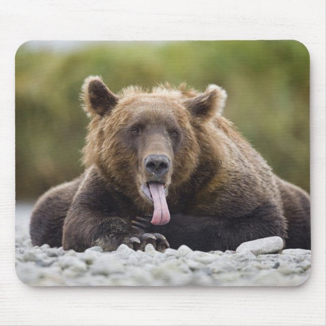 USA, Alaska, Katmai National Park, Kukak Bay, Musmatta (Framsidan)