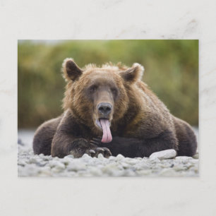 USA, Alaska, Katmai National Park, Kukak Bay, Vykort