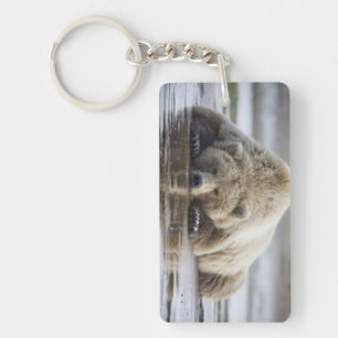 USA, Alaska, Katmai Nationalpark, Brunbjörn