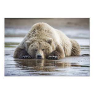 USA, Alaska, Katmai Nationalpark, Brunbjörn Fototryck