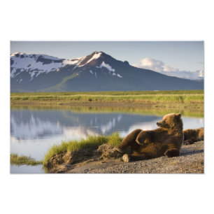USA, Alaska, Katmai Nationalpark, Brunbjörnar Fototryck