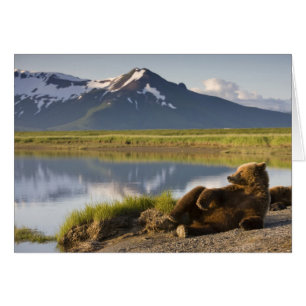 USA, Alaska, Katmai Nationalpark, Brunbjörnar Hälsningskort