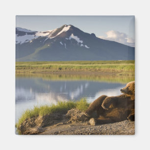 USA, Alaska, Katmai Nationalpark, Brunbjörnar Magnet