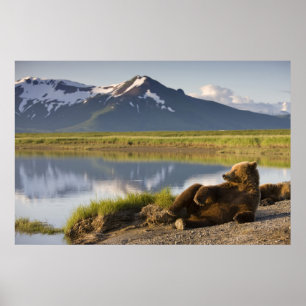 USA, Alaska, Katmai Nationalpark, Brunbjörnar Poster