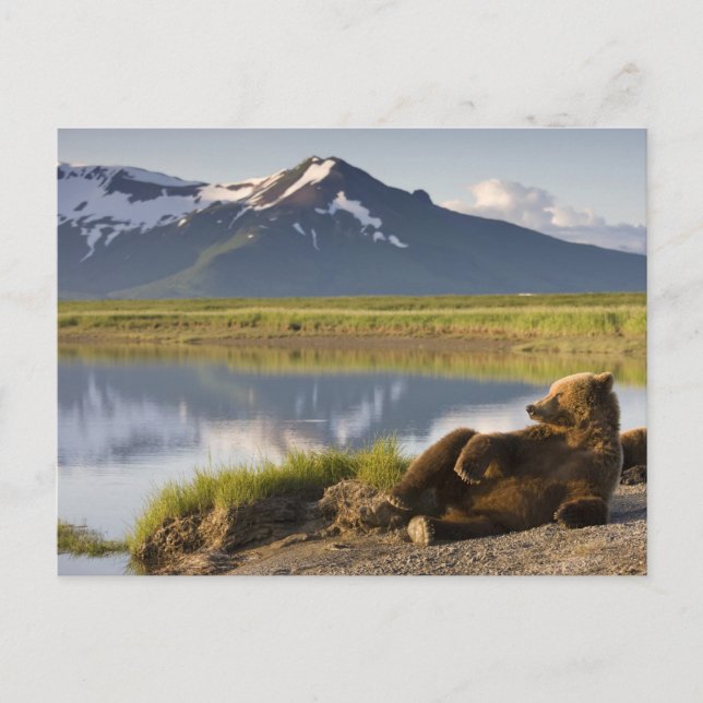 USA, Alaska, Katmai Nationalpark, Brunbjörnar Vykort (Framsida)
