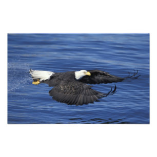 USA, Alaska, Kenaihalvön Vitörad havsörn Fototryck