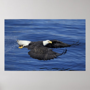 USA, Alaska, Kenaihalvön Vitörad havsörn Poster