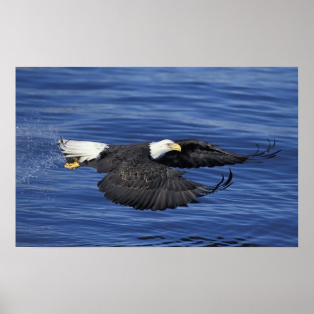 USA, Alaska, Kenaihalvön Vitörad havsörn Poster (Framsidan)