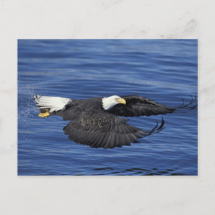 USA, Alaska, Kenaihalvön Vitörad havsörn Vykort