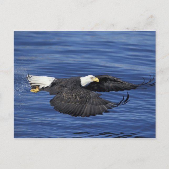 USA, Alaska, Kenaihalvön Vitörad havsörn Vykort (Framsida)