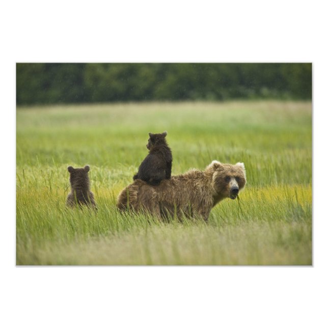USA, Alaska, Lake Clark nationalpark Fototryck (Framsidan)