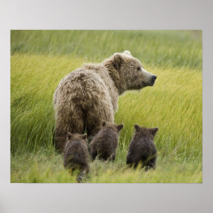 USA, Alaska, Lake Clark nationalpark. Grizzly Poster