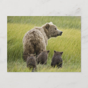 USA, Alaska, Lake Clark nationalpark. Grizzly Vykort
