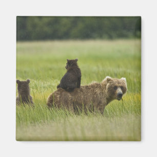 USA, Alaska, Lake Clark nationalpark Magnet